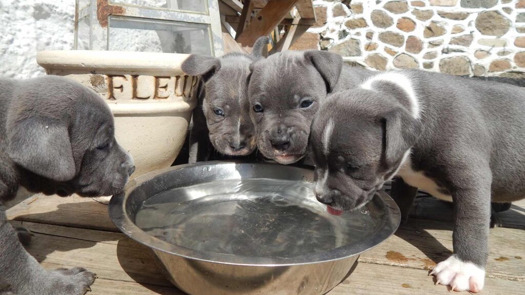 blå staffordshire bullterrier hvalpe